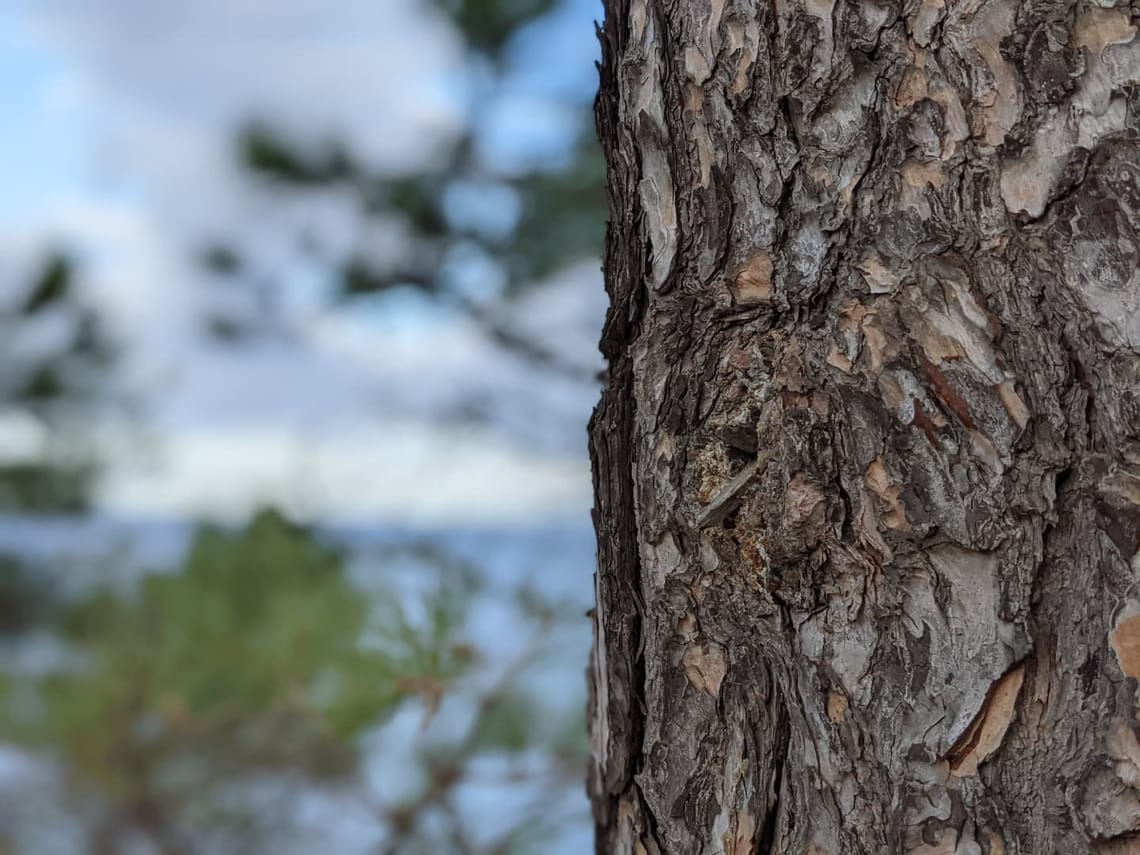 Des pins et des vignes 🍇 #teampixel #pixel4a #made...