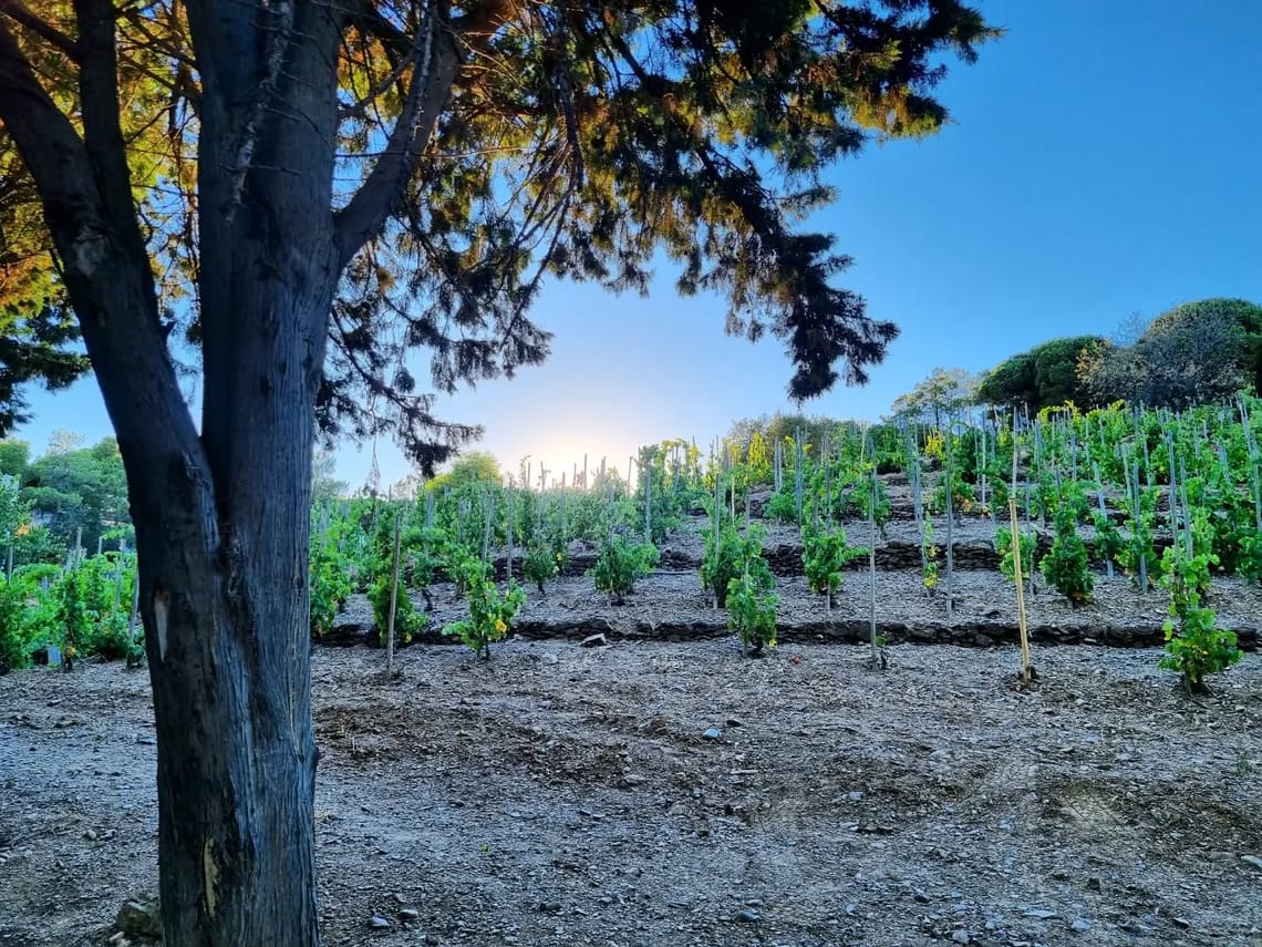 Entre plage et vignes 🍇🍇...