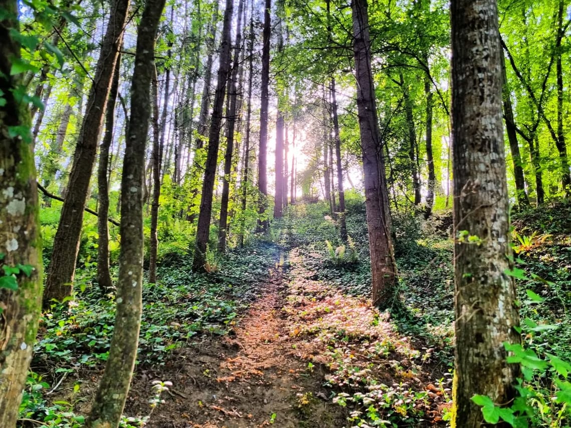 Suis le chemin 🌳🌳...