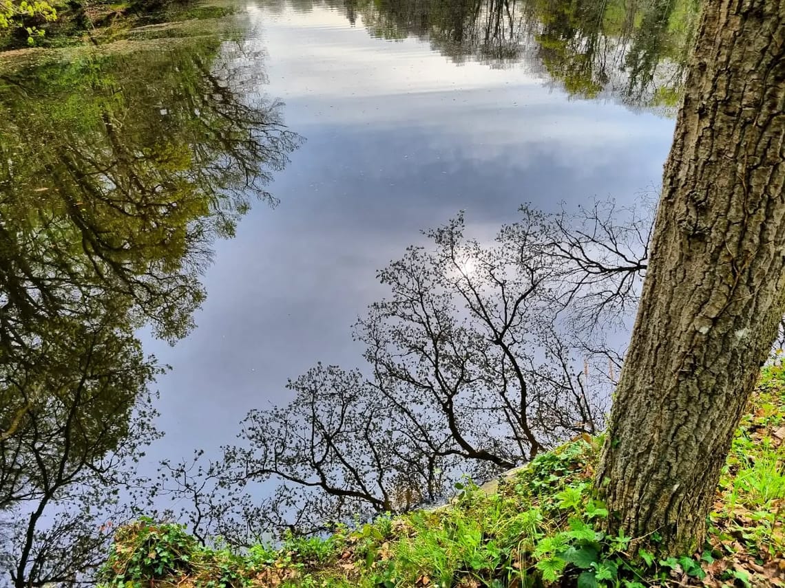 Balade forestière et réflexions ...