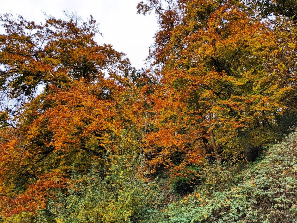 Autumn vibes 🍂🍂...