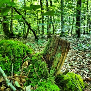 "Les forêts précèdent les hommes, les déserts les ...