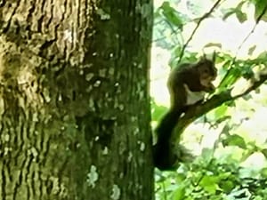 Squirrel party 🐿🐿...