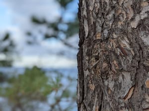 Des pins et des vignes 🍇 #teampixel #pixel4a #made...