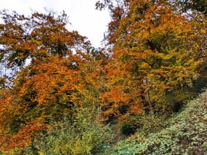 Autumn vibes 🍂🍂...