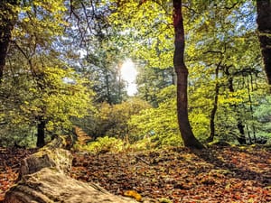 🎶 "So, rock me mama like a wagon wheel" 🎶...