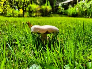 Balade forestière 🍄🌳🕷️...